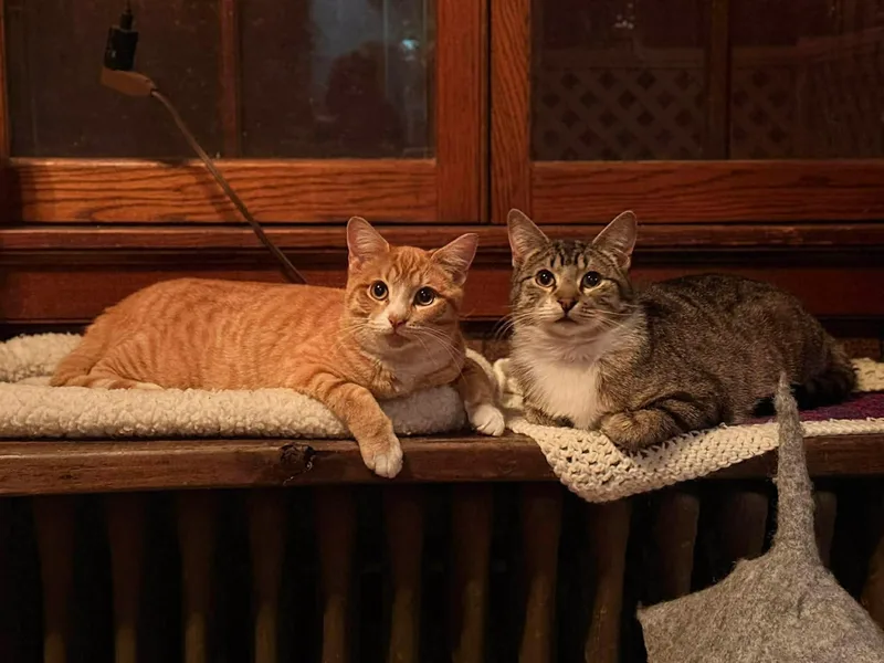 A young medium-sized male Domestic Short Hair cat named George And Bud for adoption in Milwaukee, WI
