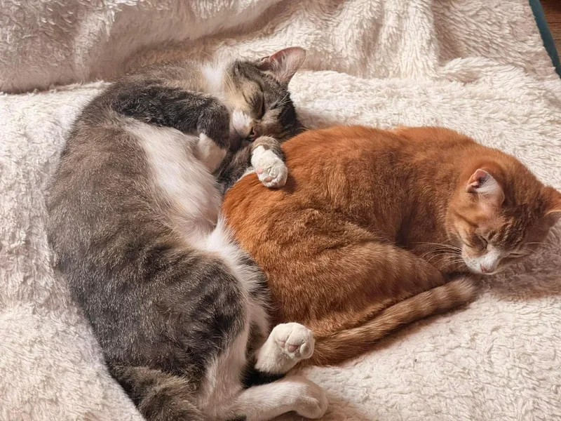 George And Bud thumbnail 2