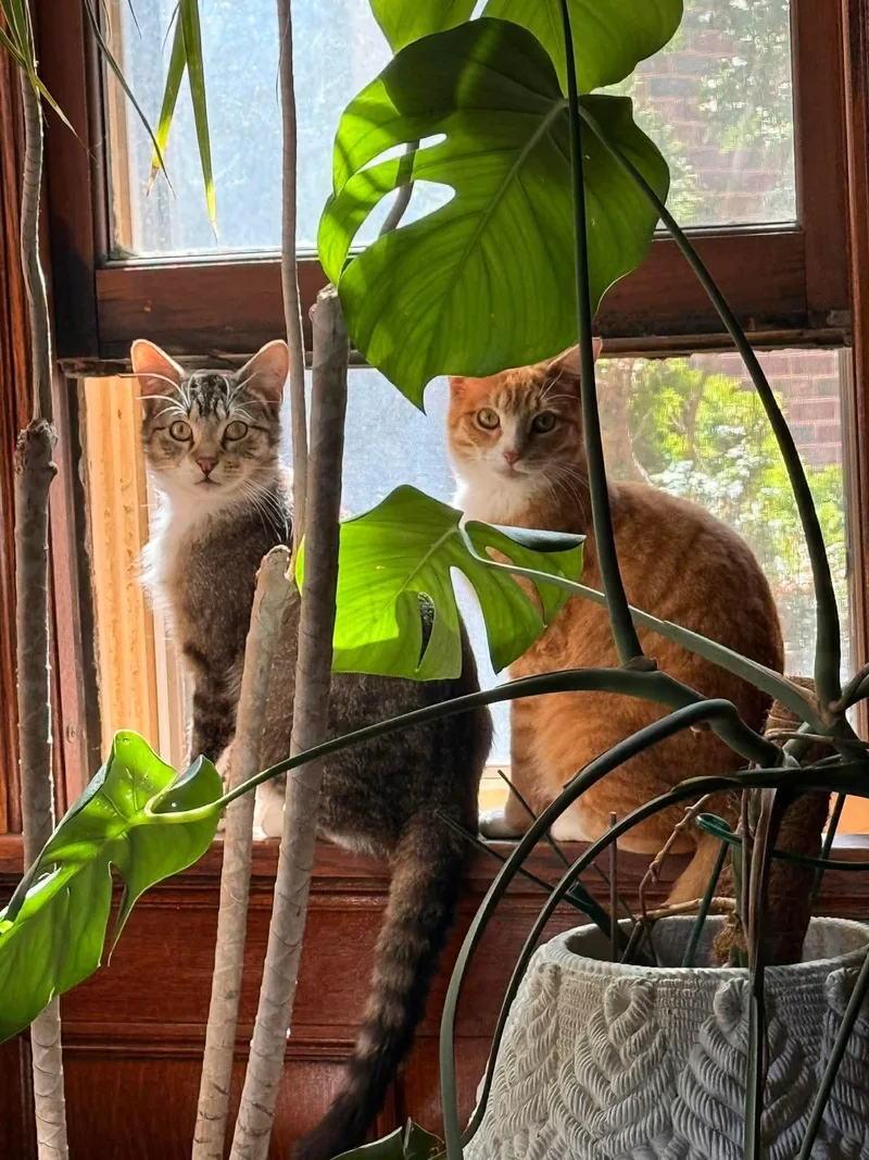 George And Bud thumbnail 4