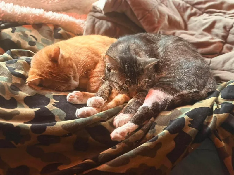 George And Bud thumbnail 5