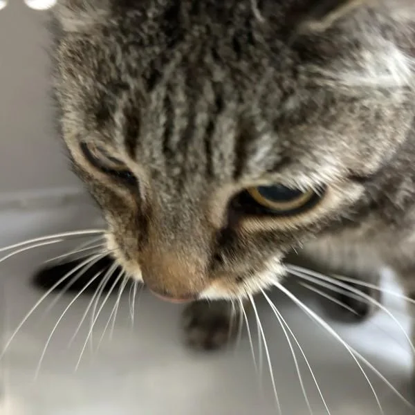 A senior medium-sized female Domestic Short Hair cat named Tiger for adoption in Des Moines, IA