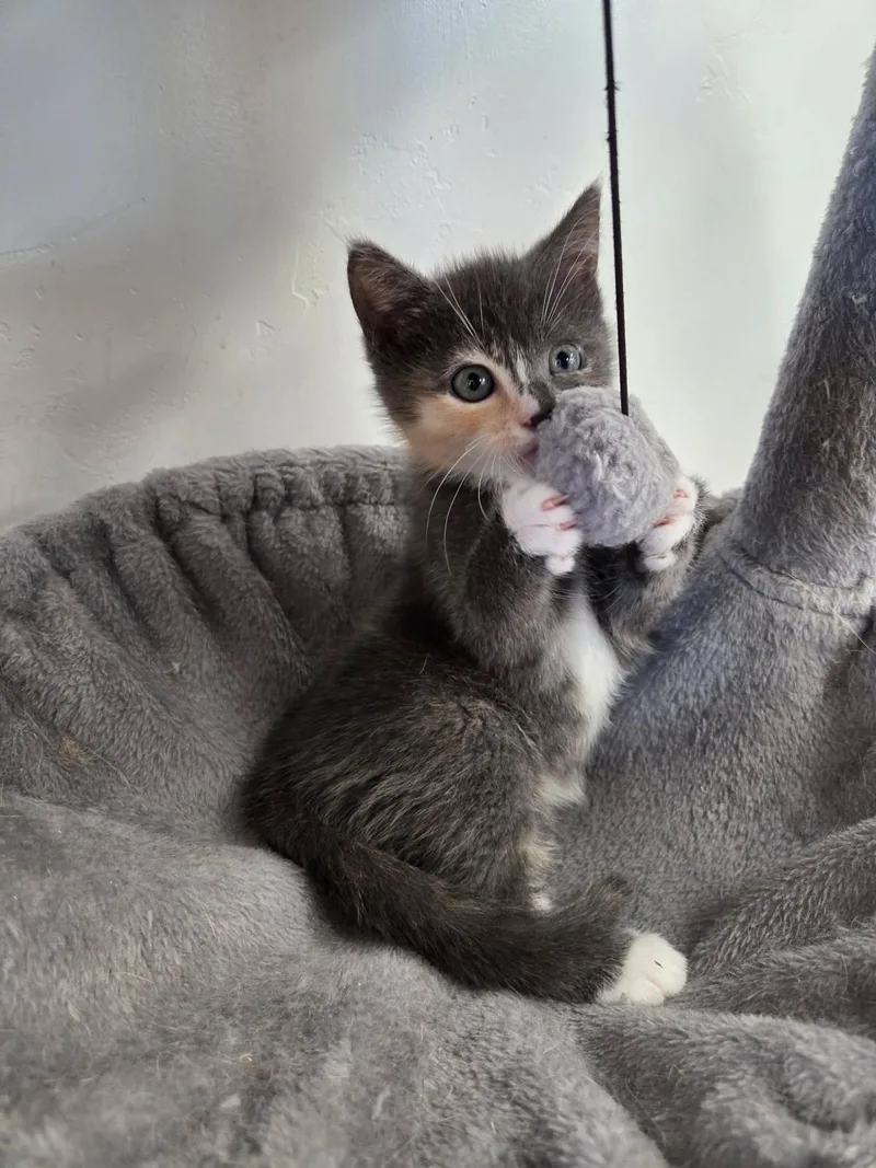A young medium-sized female Torbie Domestic Short Hair cat named Pearl for adoption in Roosevelt, UT