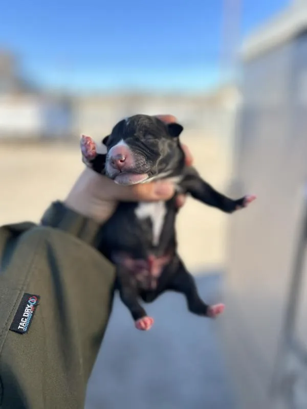 A baby medium-sized male Pit Bull Terrier dog named Alamo for adoption in Victorville, CA