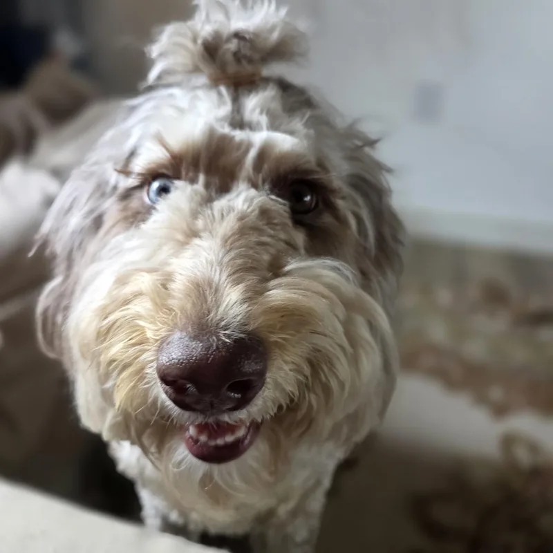 A young medium-sized female Merle (Blue) Standard Poodle dog named Snugbug for adoption