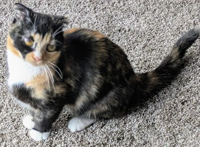 A baby small-sized female Tortoiseshell Munchkin cat named Pixie for adoption in Kenosha, WI
