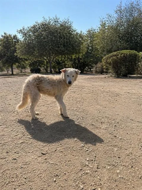 An adult medium-sized female Siberian Husky dog named Kitala for adoption in Riverside, CA