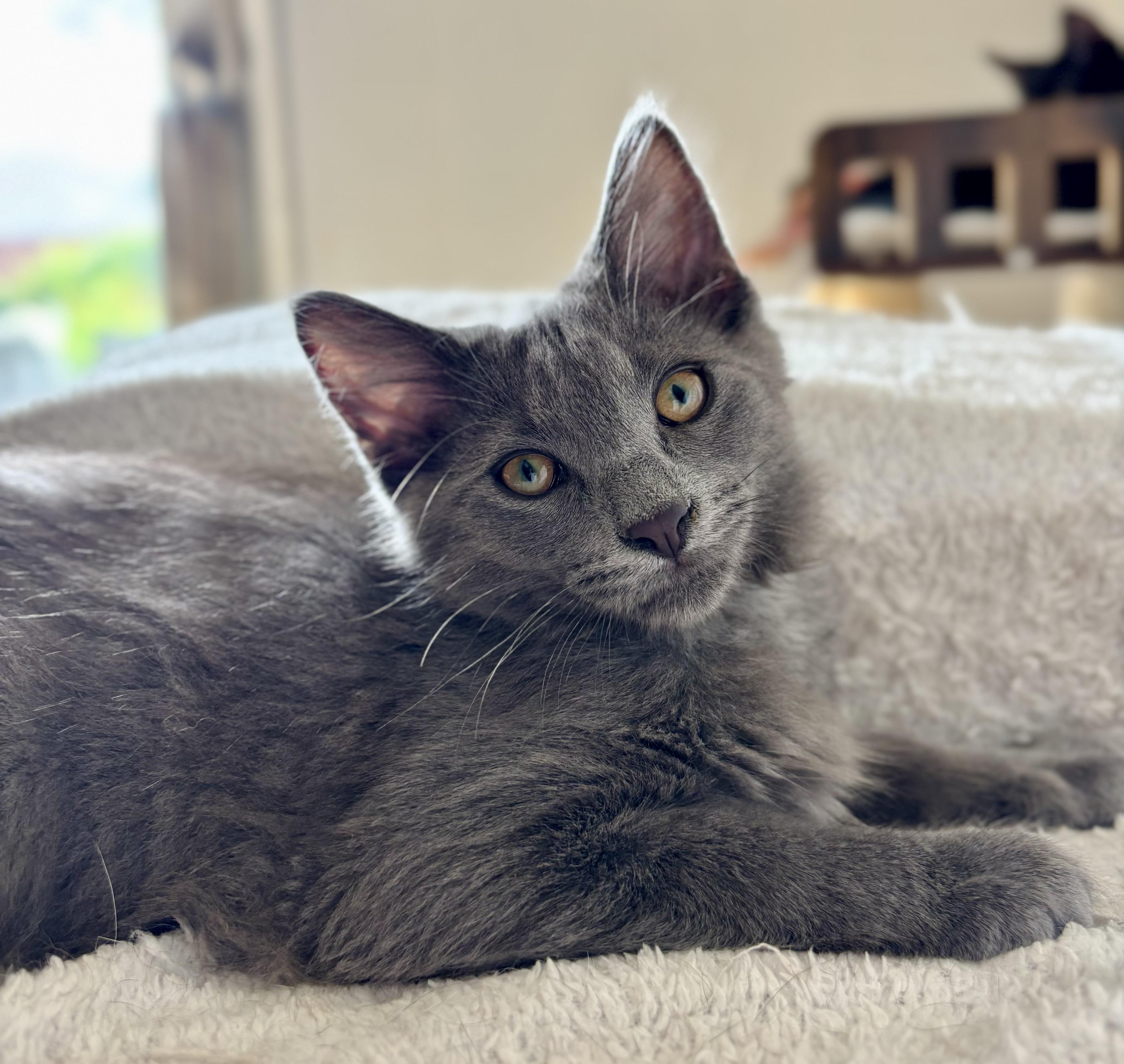 A baby medium-sized female Gray / Blue / Silver Nebelung cat named Annabel Lee and Prospero for adoption in Parker, TX