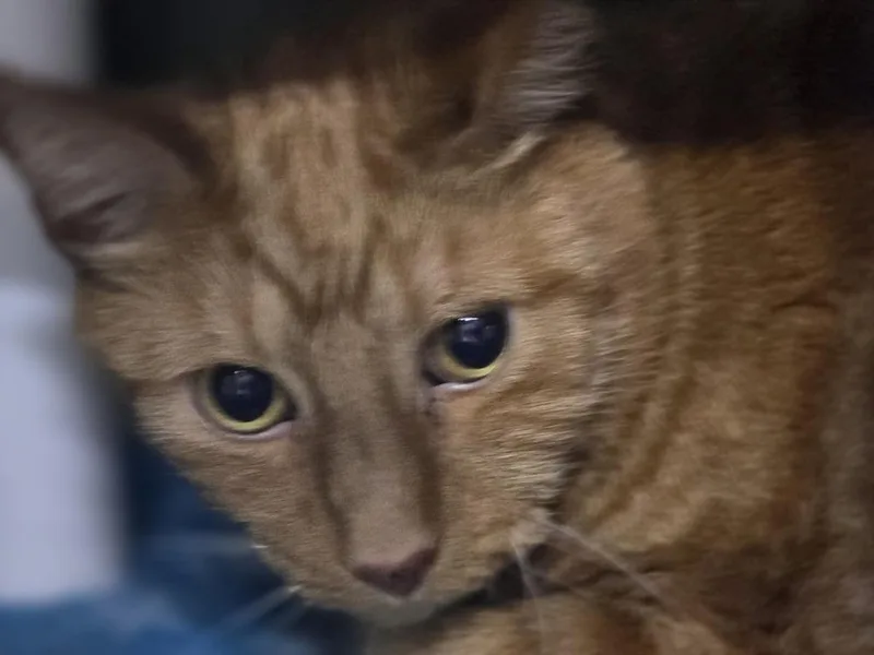 A senior medium-sized male Tabby (Orange / Red) Domestic Short Hair cat named Carson for adoption in Mishawaka, IN