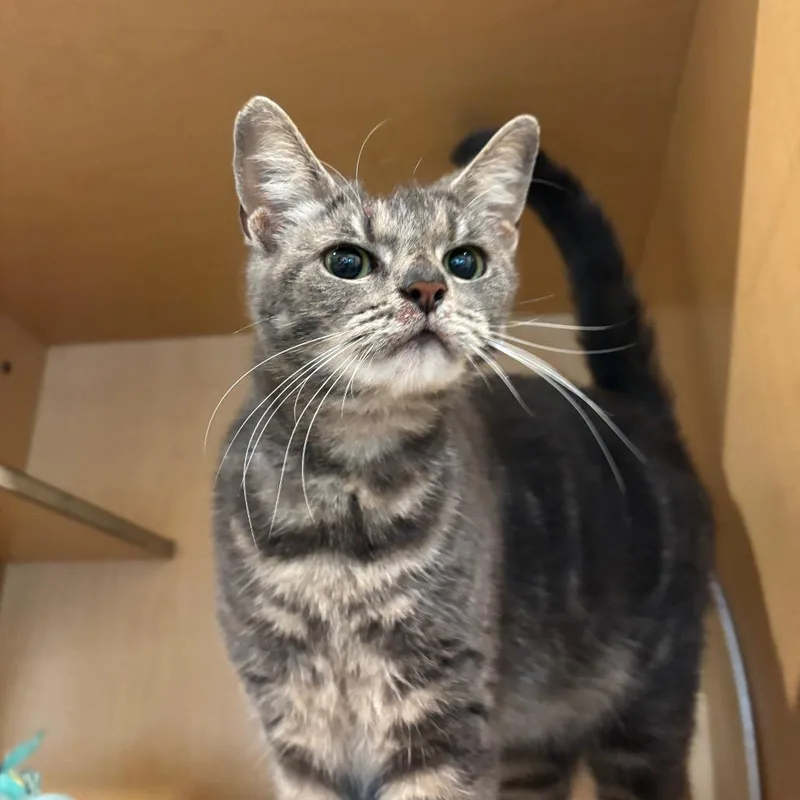 An adult medium-sized female Gray / Blue / Silver Domestic Short Hair cat named Sunflower for adoption in Washington Township, OH