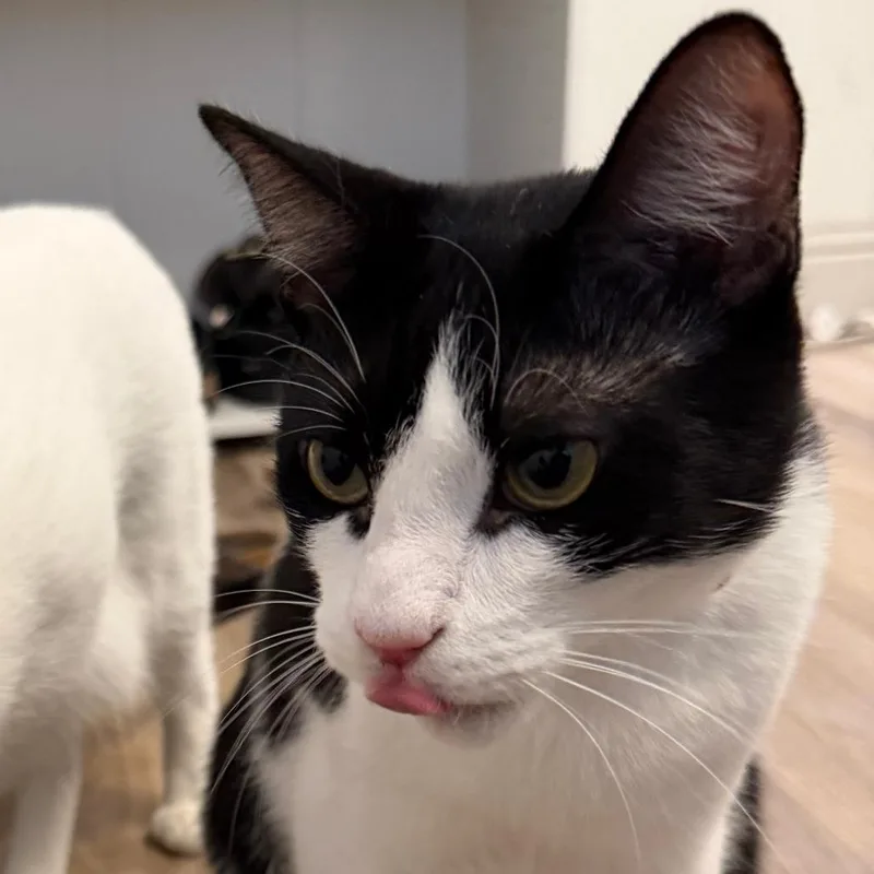 A young medium-sized male Black Domestic Short Hair cat named Queso Quest for adoption in Austin, TX