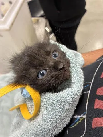 A baby small-sized female Domestic Medium Hair cat named Nova for adoption in San Martin, CA