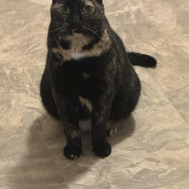 A young medium-sized female Tortoiseshell Domestic Short Hair cat named Willow for adoption in Manhattan, KS