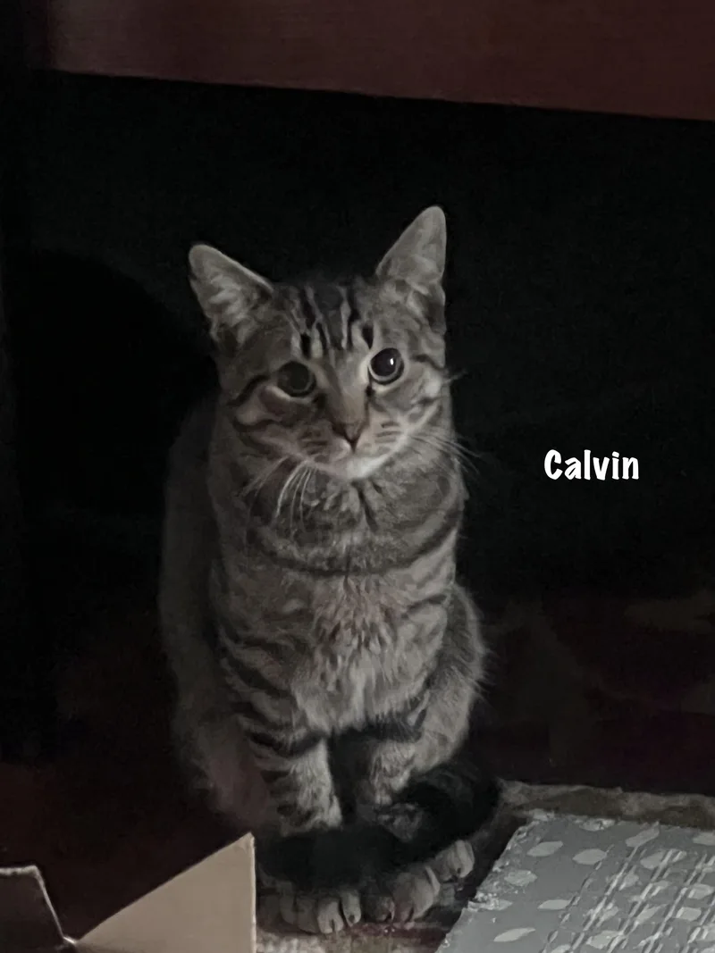 A young medium-sized male Tabby (Tiger Striped) Domestic Short Hair cat named Calvin for adoption in East Hartford , CT
