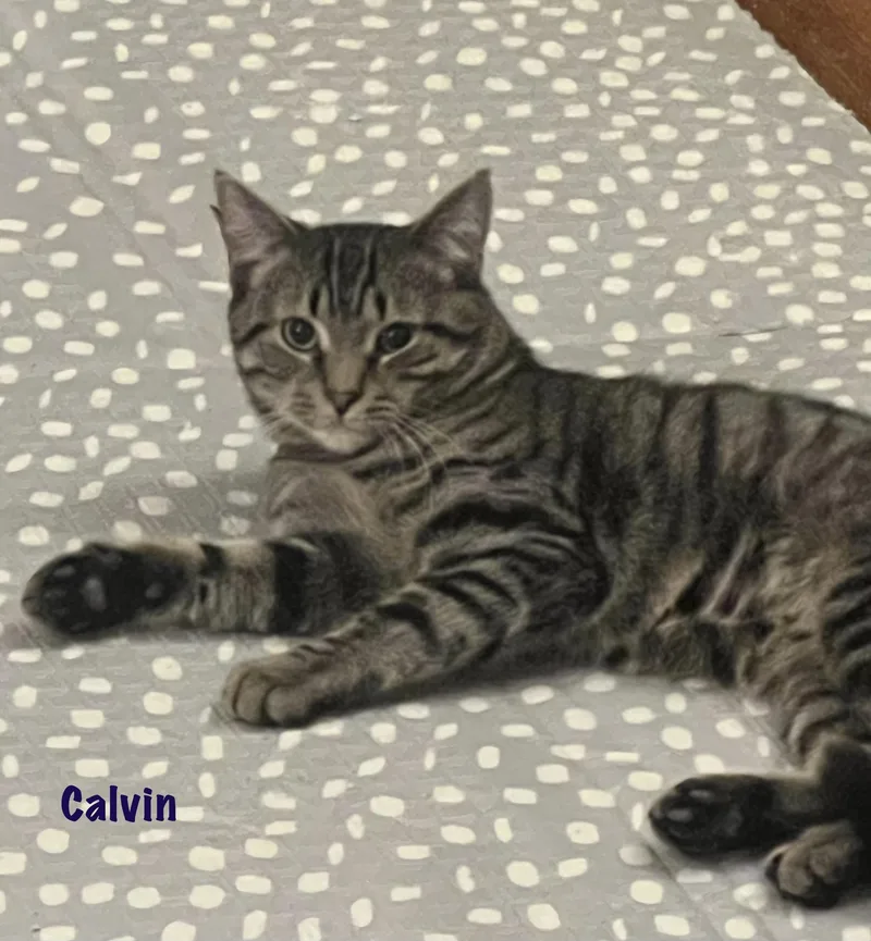 Calvin thumbnail 4