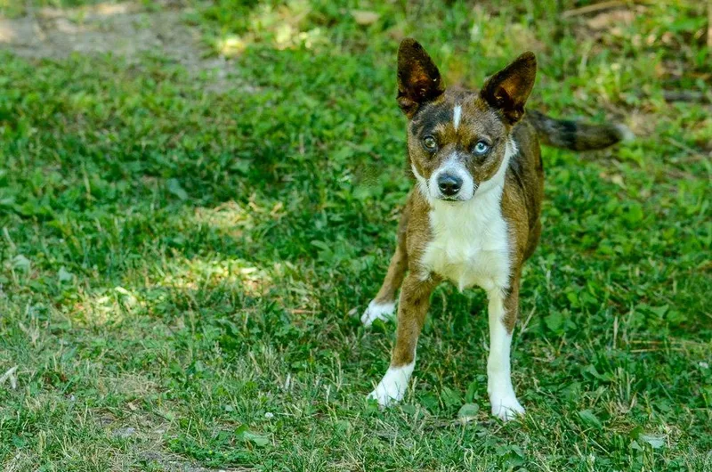 An adult small-sized male Chihuahua dog named Waylon for adoption in Brick, NJ