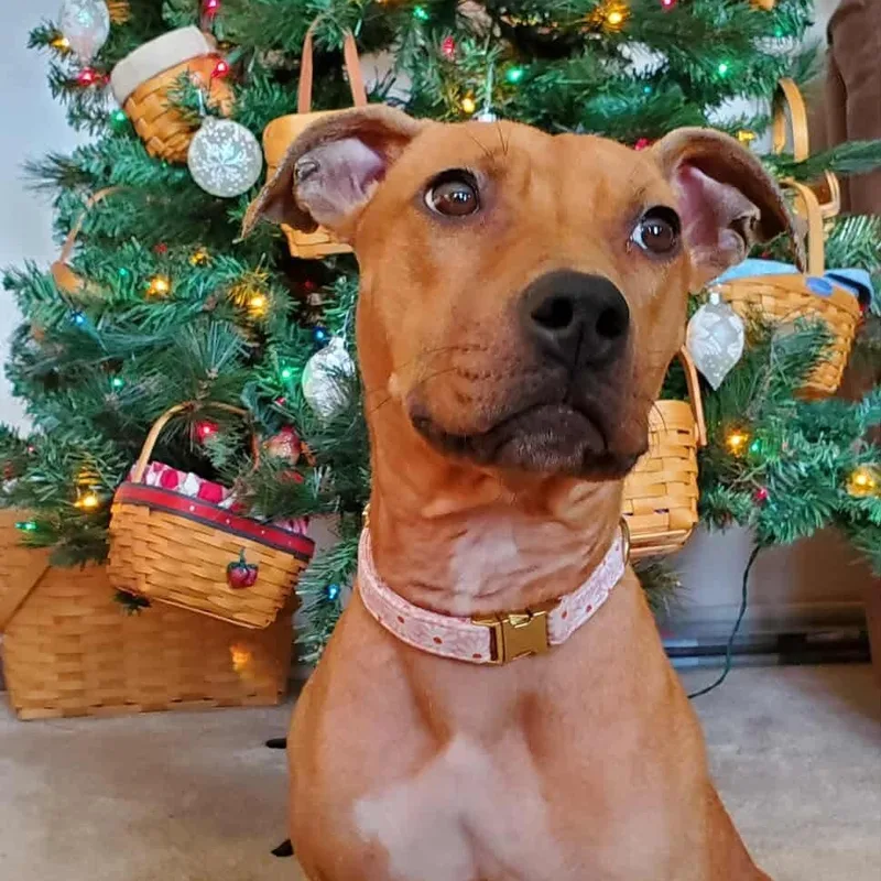 A young medium-sized female Yellow / Tan / Blond / Fawn Pit Bull Terrier dog named Precious for adoption in Bethlehem, PA