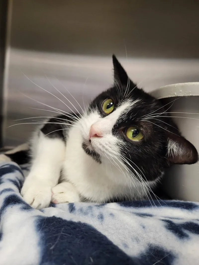 Jewelweed thumbnail 2