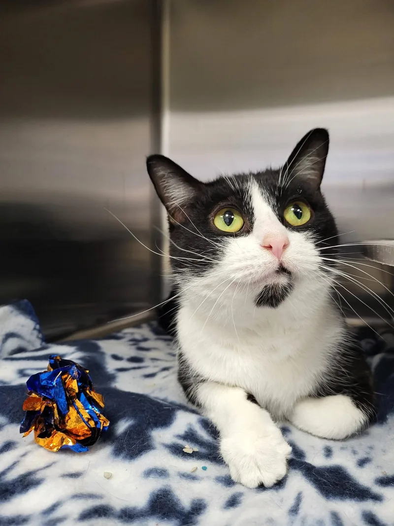 Jewelweed thumbnail 3