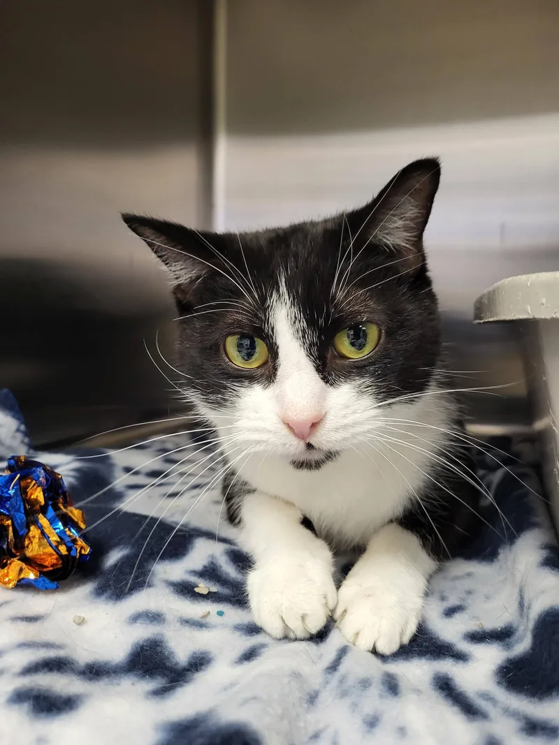 Jewelweed thumbnail 4