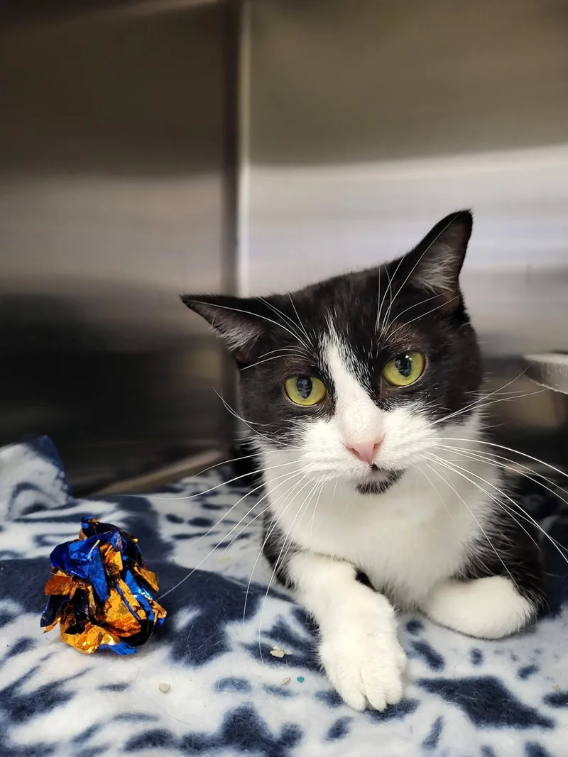 Jewelweed thumbnail 5