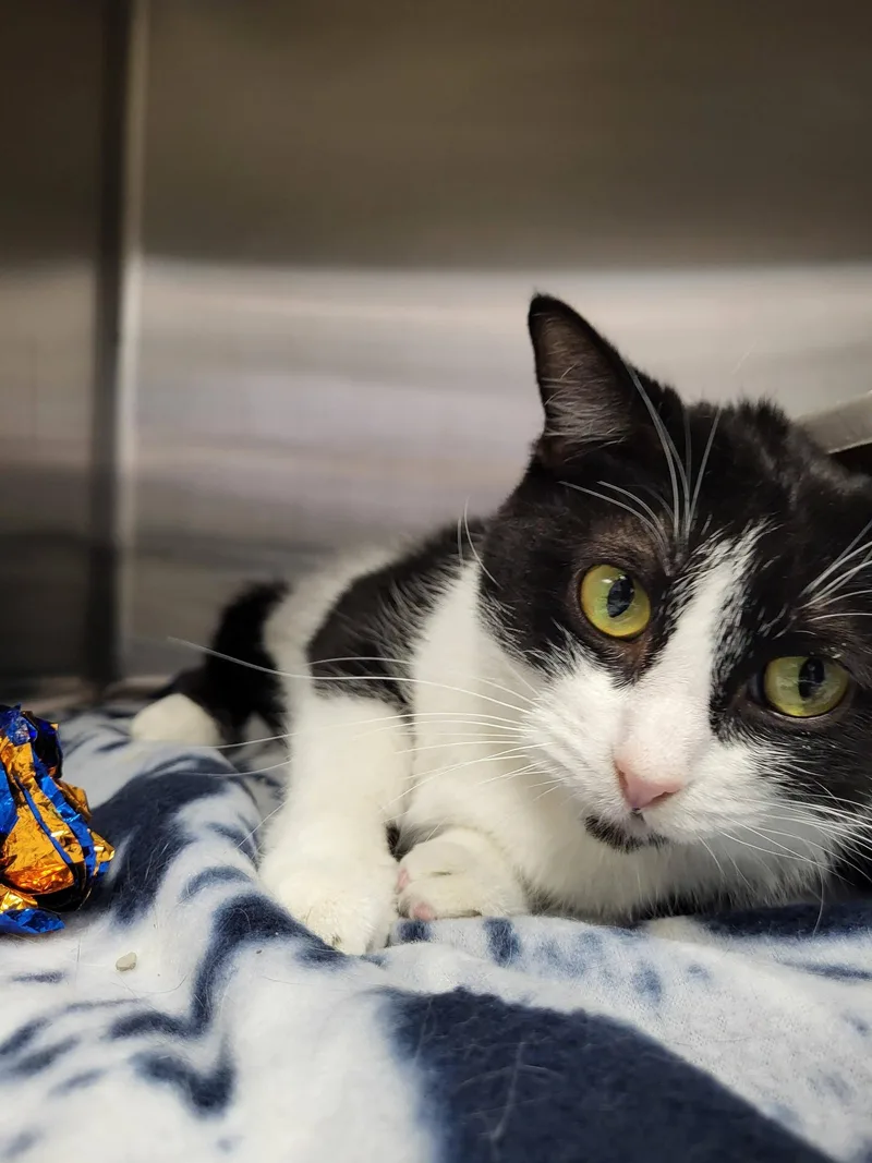 Jewelweed thumbnail 6