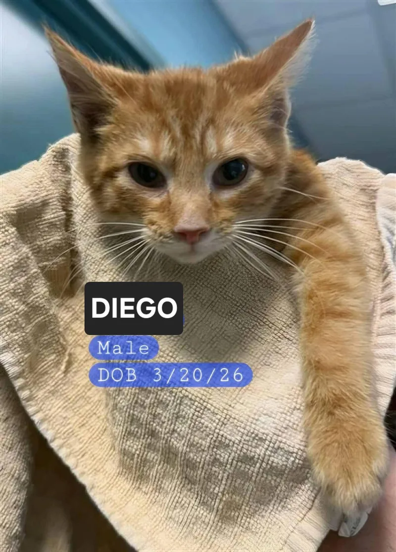 A baby medium-sized male Orange / Red Domestic Short Hair cat named Diego for adoption in Holbrook, NY