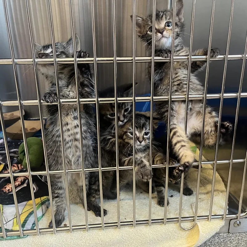 A baby small-sized female Brown / Chocolate Domestic Short Hair cat named Mimsy for adoption in Hinsdale, IL