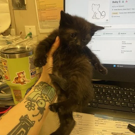 A baby small-sized male Black Domestic Short Hair cat named Dhalia for adoption in Chicago, IL