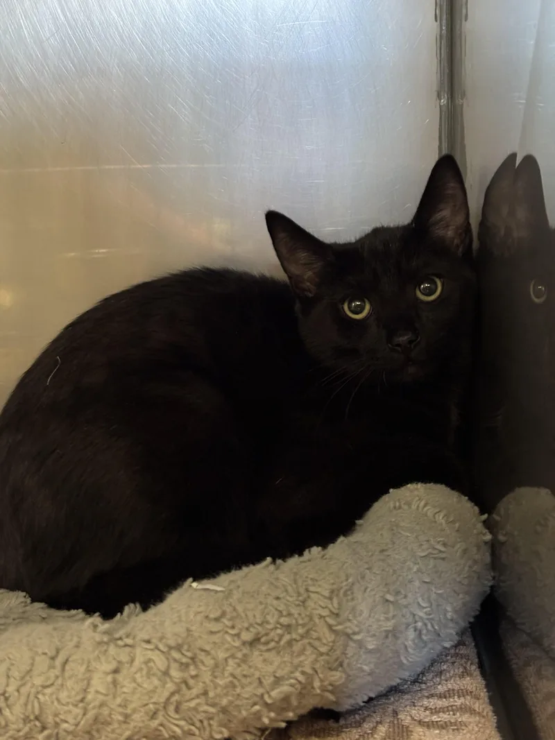 A young small-sized male Black Domestic Short Hair cat named Dopey for adoption in Bedford, VA