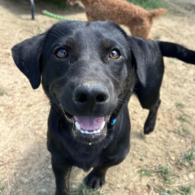 Buddy