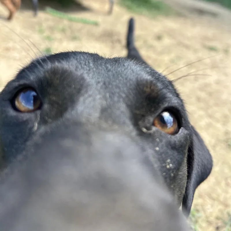 Buddy thumbnail 5