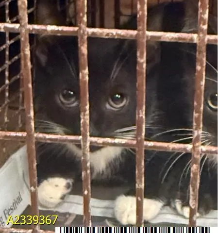A baby small-sized female Domestic Short Hair cat named North for adoption in West Palm Beach, FL