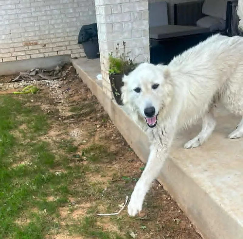 A young large-sized female Great Pyrenees dog named Seluna Sat for adoption in Quinlan, TX