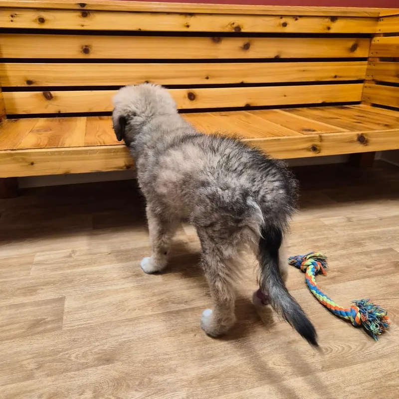 A baby small-sized male Yellow / Tan / Blond / Fawn Mixed Breed dog named Preston for adoption in Woodstock, IL