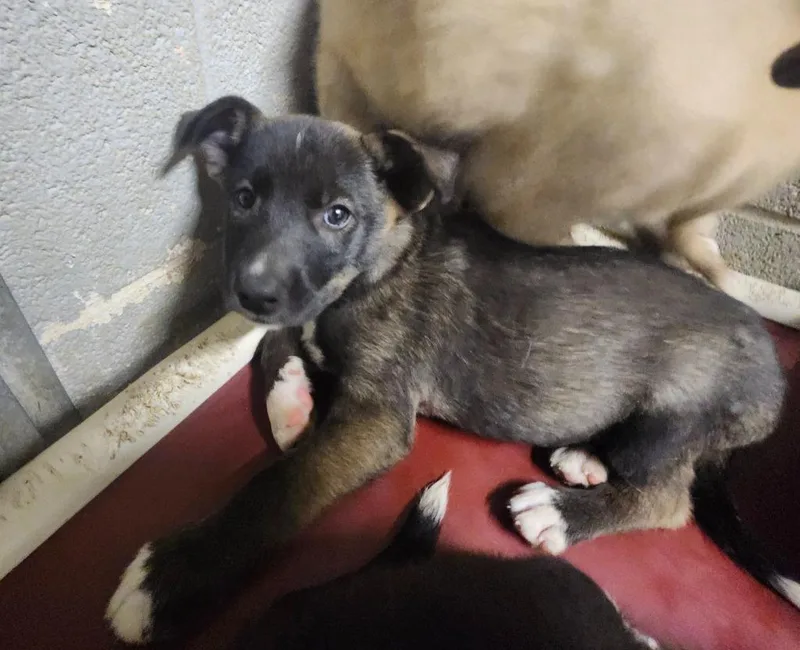 A baby medium-sized male Shepherd dog named Nimbus for adoption in Athens, AL