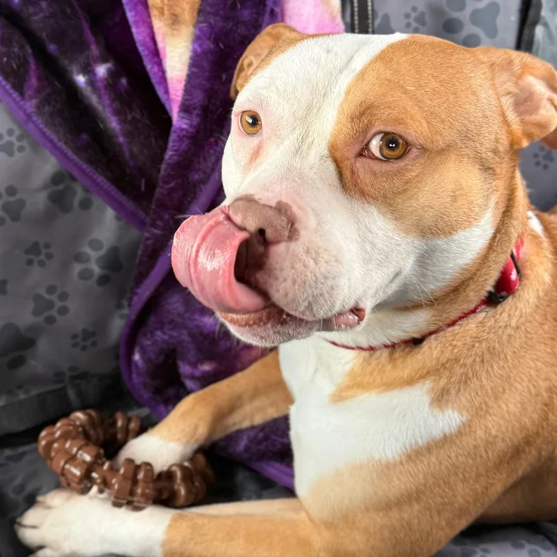 An adult medium-sized male American Bully dog named Ash for adoption in Indian Mound, TN