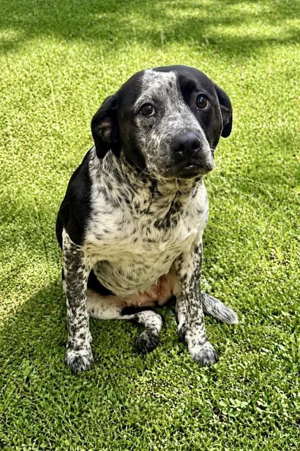 An adult medium-sized female Black Australian Cattle Dog / Blue Heeler dog named Arabella for adoption in Maryville, TN
