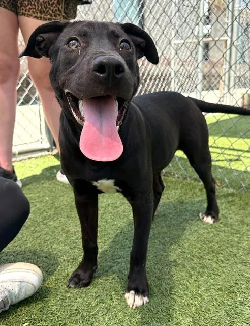 A young medium-sized female Mixed Breed dog named Louise for adoption in Columbia, SC