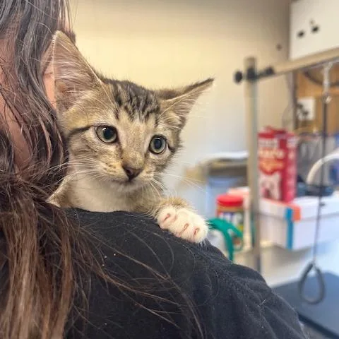 A baby small-sized male Brown / Chocolate Domestic Short Hair cat named Wasabi for adoption in Lake Panasoffkee, FL