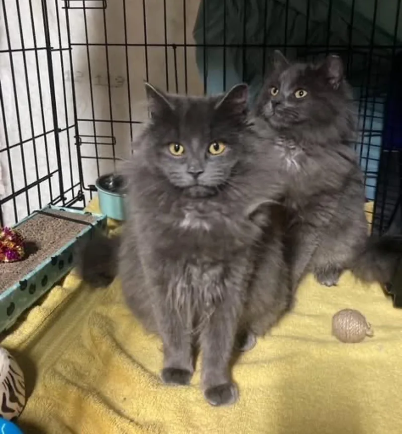 An adult medium-sized male Domestic Long Hair cat named Dally for adoption in Rochester, NY