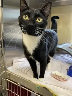 An adult medium-sized male Domestic Short Hair cat named Penguin for adoption in Independence, MO