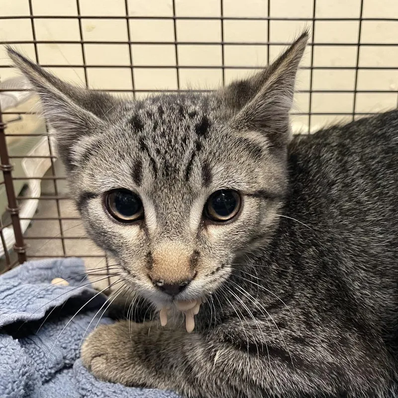 A baby small-sized male Gray / Blue / Silver Domestic Short Hair cat named Pinky for adoption in Pasadena, CA