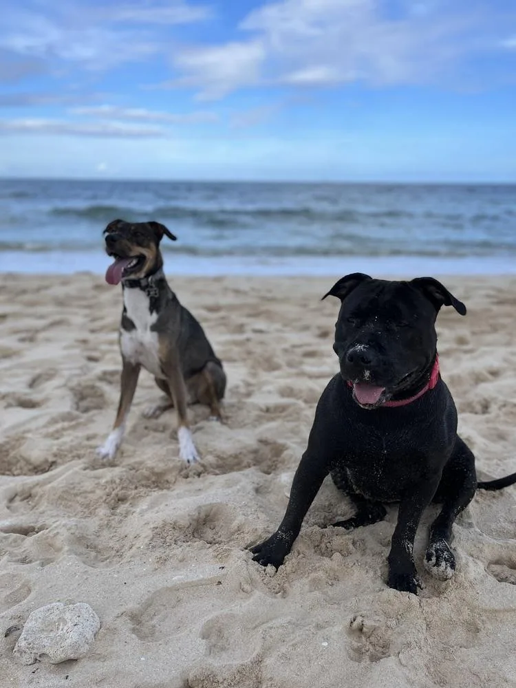 An adult large-sized female Black Pit Bull Terrier dog named Luna for adoption in Orlando, FL