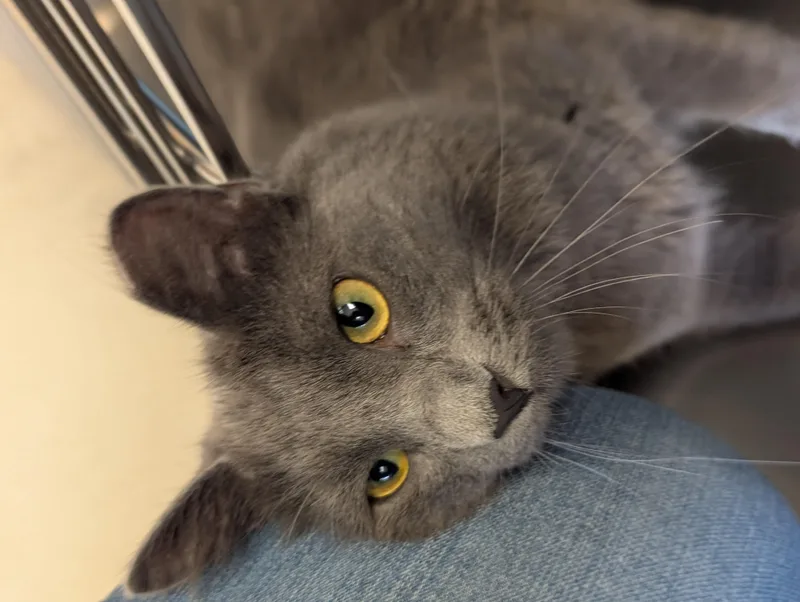 An adult medium-sized male Gray / Blue / Silver Domestic Medium Hair cat named Crawfish for adoption in Jefferson, WI