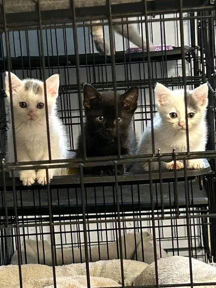 A baby small-sized male Domestic Short Hair cat named Sam for adoption in Patchogue, NY