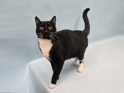 An adult small-sized male Domestic Short Hair cat named Tux for adoption in Coon Rapids, MN
