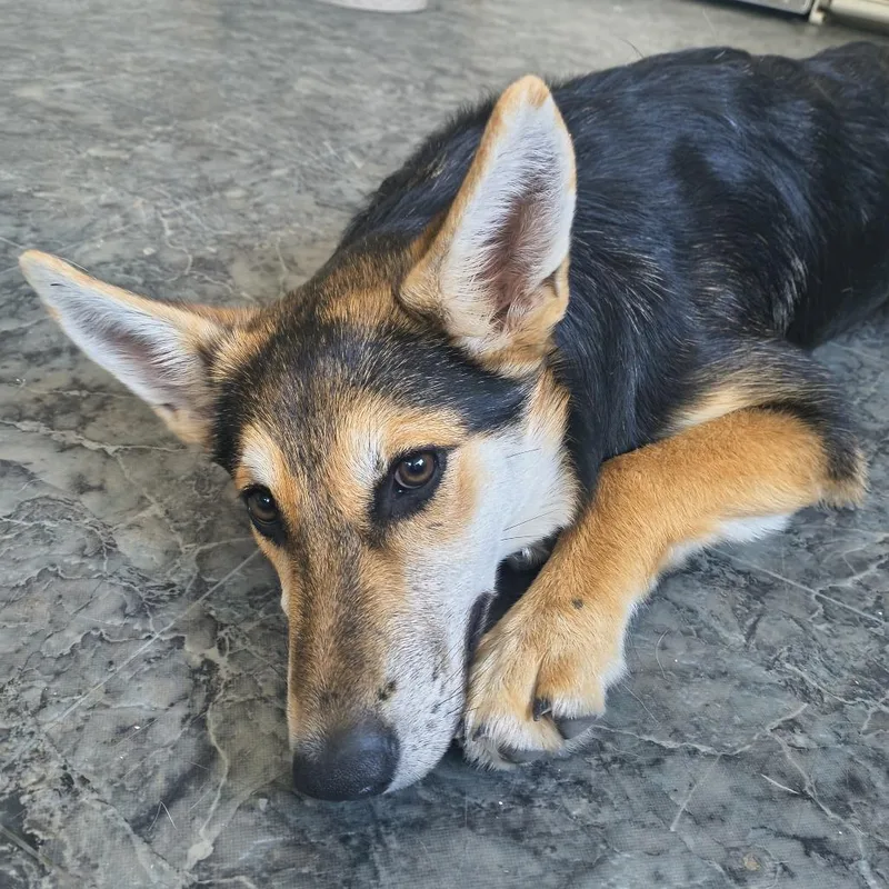 A baby medium-sized female Black German Shepherd Dog dog named Saturn for adoption in Othello, WA