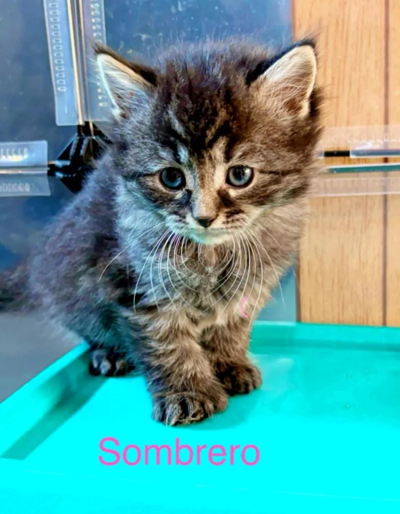 A young medium-sized female Domestic Short Hair cat named Sombrerobella for adoption in Cloquet, MN