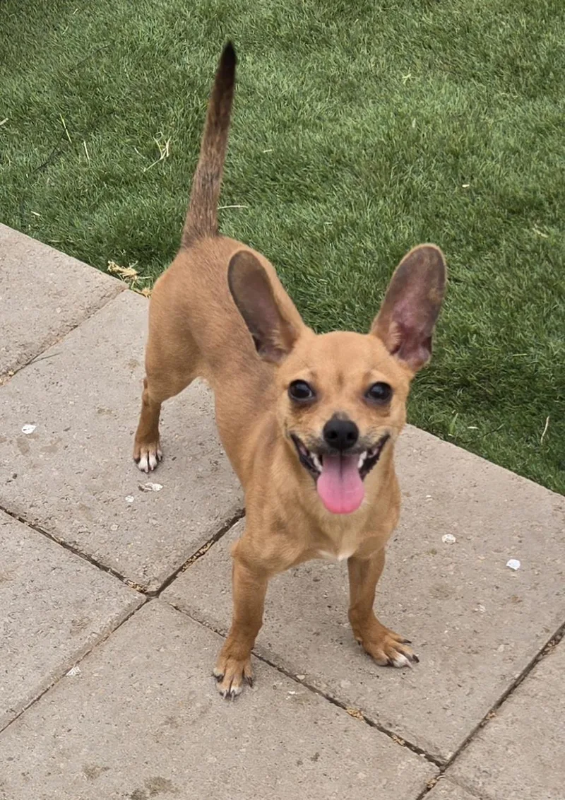 A baby small-sized male Golden Chiweenie dog named Benny for adoption in Edinburg, TX
