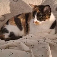 A young medium-sized female Calico cat named Cali for adoption in Green Valley, AZ